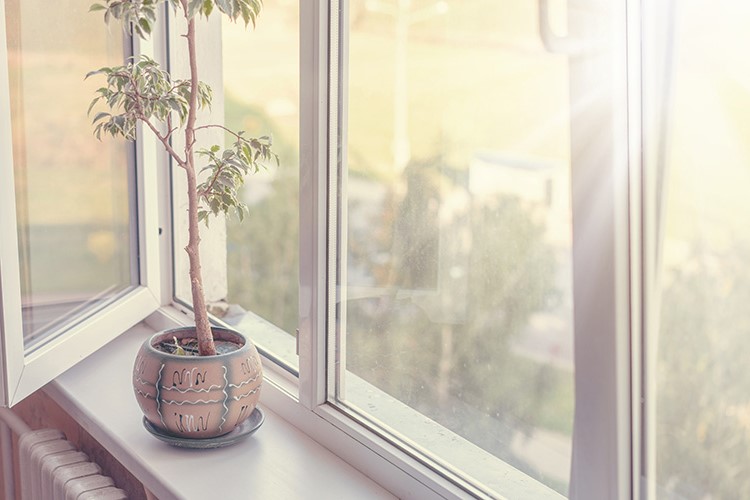 flower on the windowsill